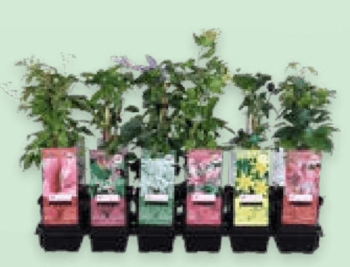 Penjačice Clematis 1 kom - Akcija u trgovini Spar