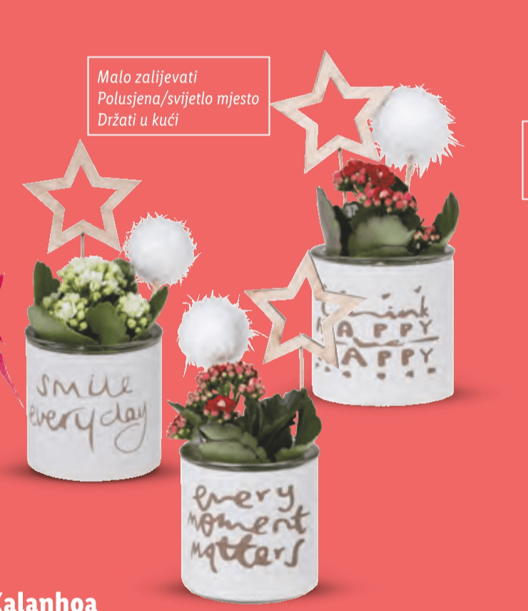 Kalanhoa - Akcija u trgovini Lidl