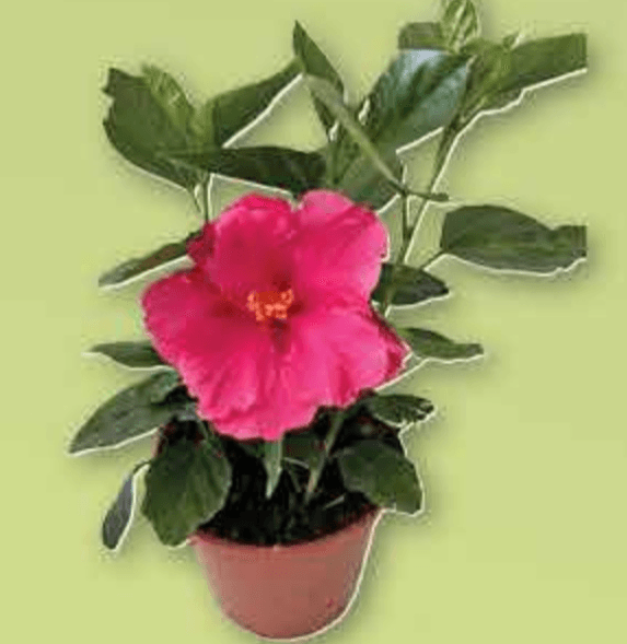 Kineski Hibiskus lončanica Ø 14 cm, visina 30 cm - Akcija u trgovini Plodine