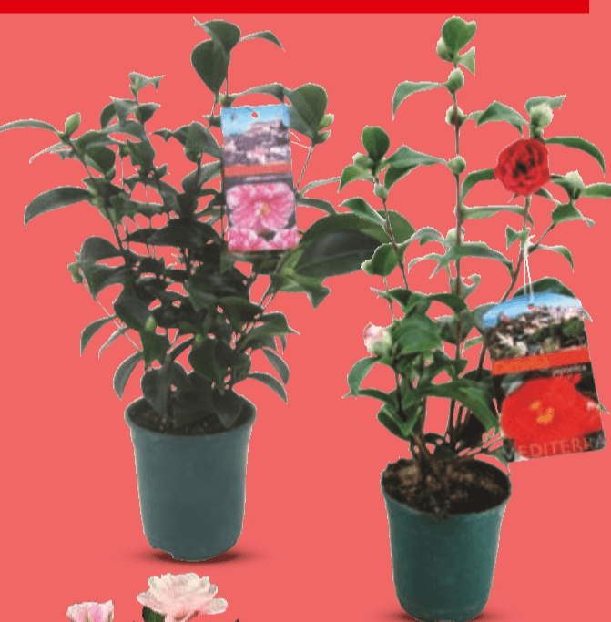 Kamelija 1 komad - Akcija u trgovini Kaufland