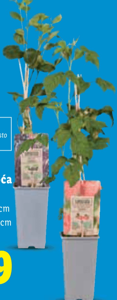 Sadnica bobičastog voća - Akcija u trgovini Lidl