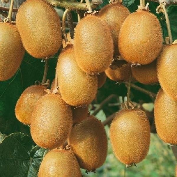 Sadnica kivija - Akcija u trgovini Plodine