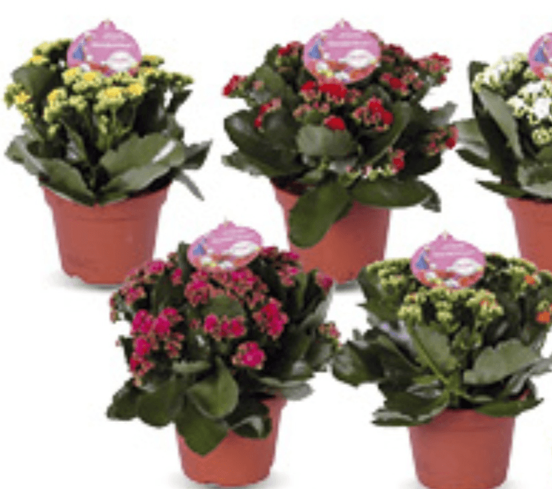 Calandiva Garden - Akcija u trgovini Konzum