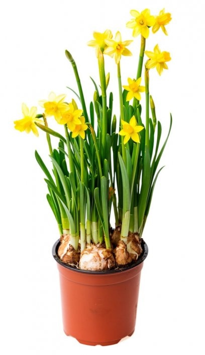 Narcisa u tegli promjera 12 cm komad - Akcija u trgovini Kaufland