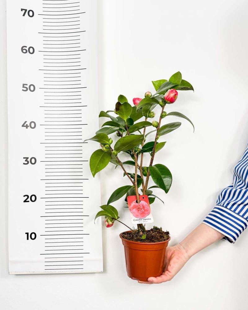 Sadnica Camellia Japonica 40-60 cm - Akcija u trgovini Pevex