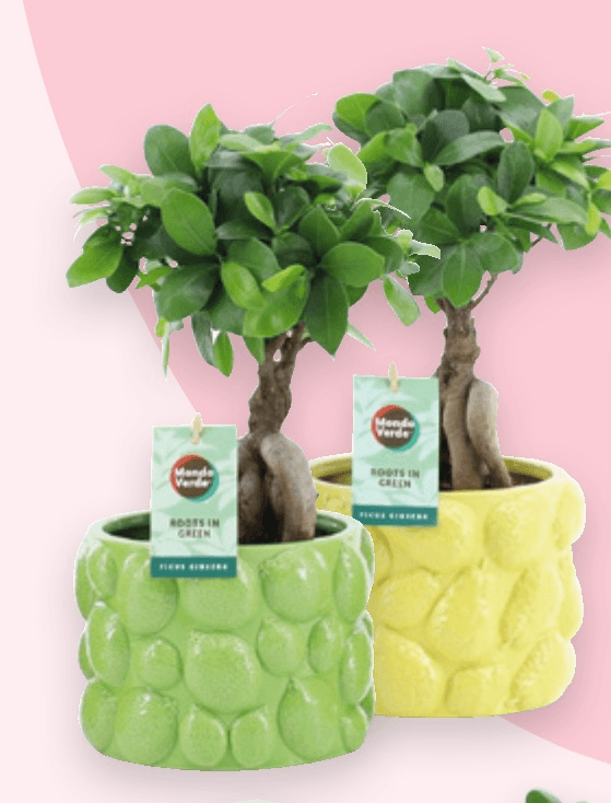 Ficus Ginseng 1 kom - Akcija u trgovini Spar