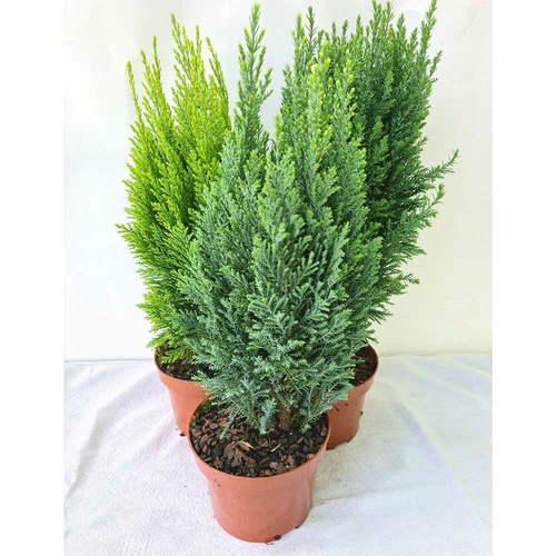 Conifera mix Ø 13 cm - Akcija u trgovini KTC