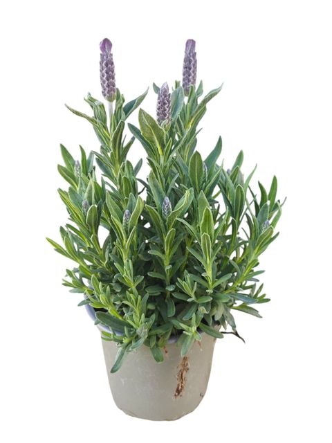 Lavandula Stochas - Akcija u trgovini Vinkoprom