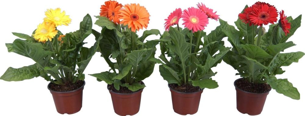 Gerbera Mix Akcija u trgovini Plodine