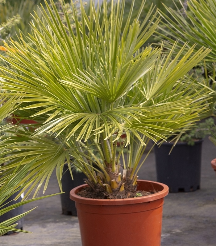 Sadnica Palma Chamaerops 40-60 cm - Akcija u trgovini Pevex