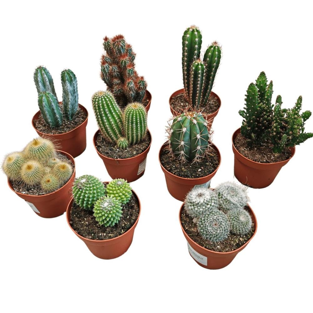 Kaktus Mix Ø 8,5 cm, 12 cm - Akcija u trgovini Plodine