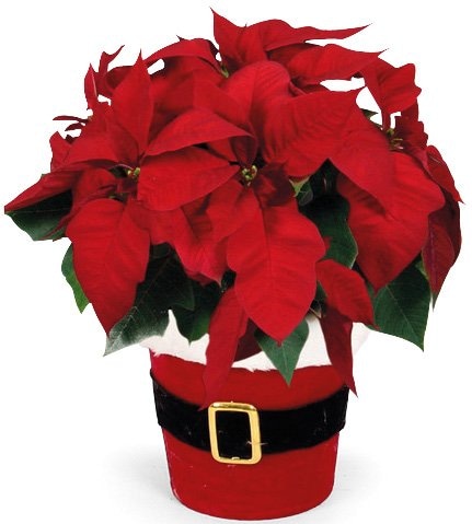 Božićna zvijezda Santa 1 kom - Akcija u trgovini Interspar