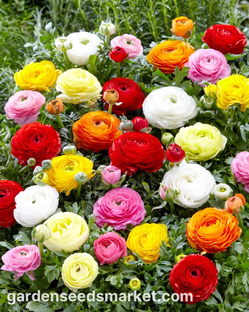 Žabnjak - Akcija u trgovini Plodine