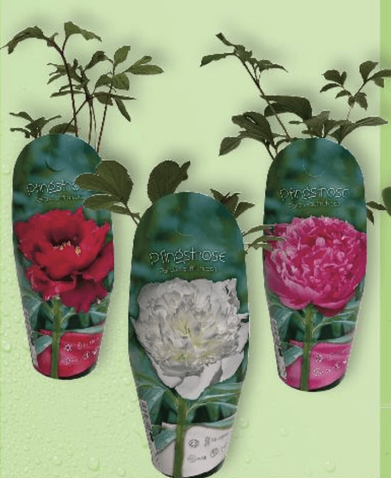 Božur komad Pinéstro - Akcija u trgovini Kaufland