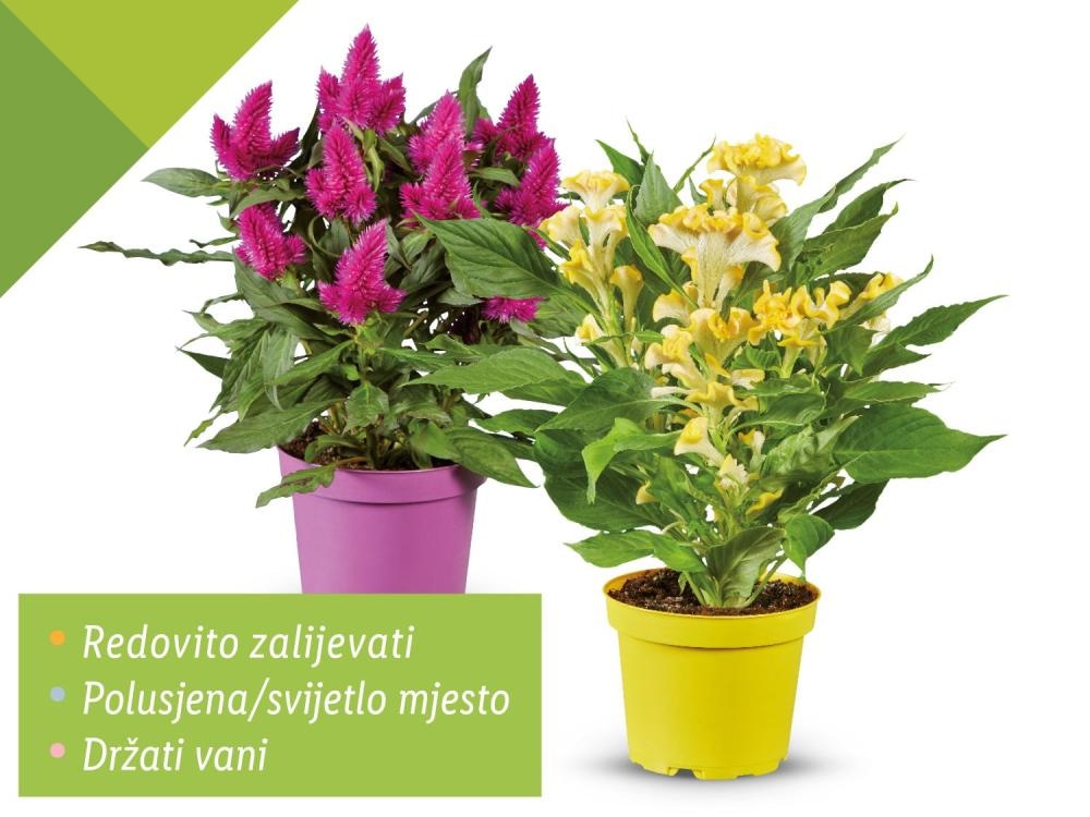 Pijetlova krijesta (Celosia) mix Komad; visina: cca 35 cm; promjer: cca 12 cm Akcija u trgovini Lidl