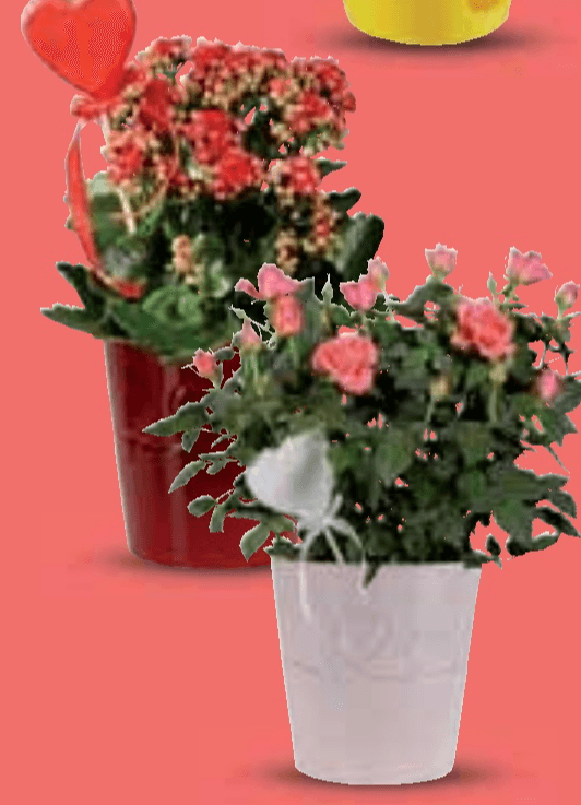 Ruža lončanica ili kalanhoa - Akcija u trgovini Lidl