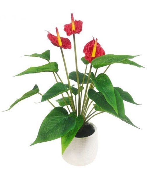 Anturij - Akcija u trgovini Plodine