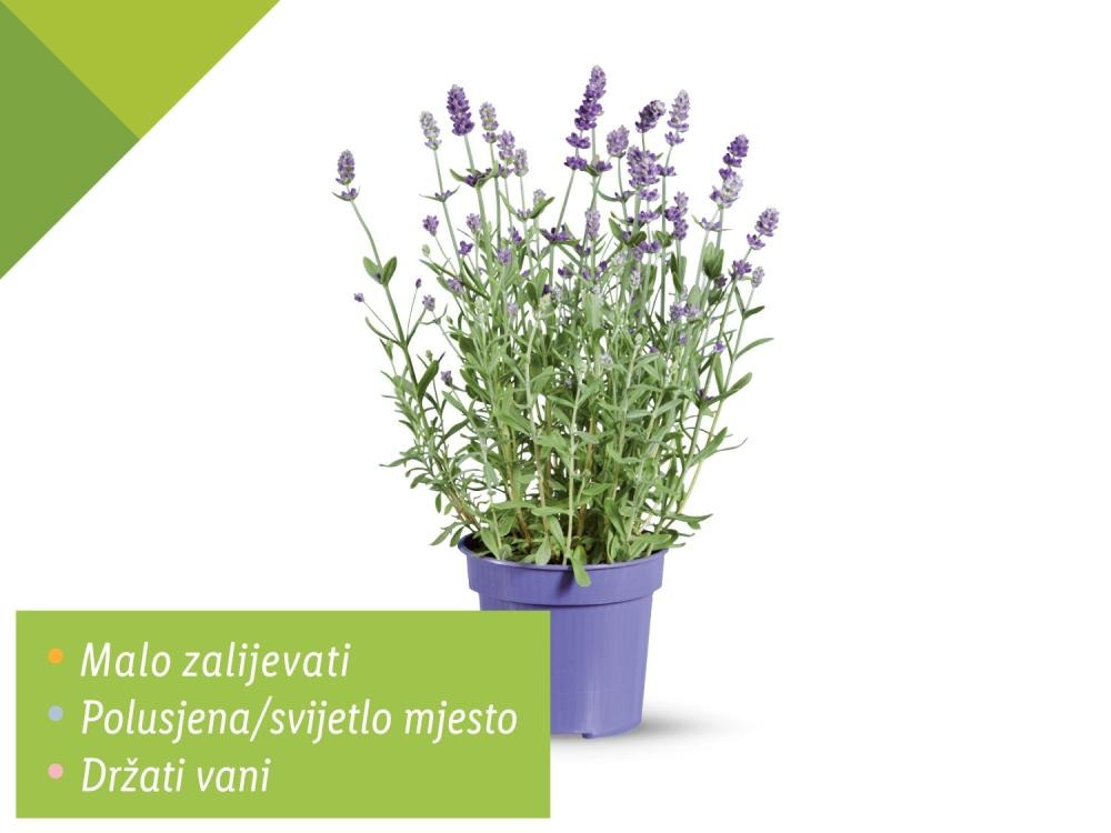 Lavanda angustifolia - Akcija u trgovini Lidl