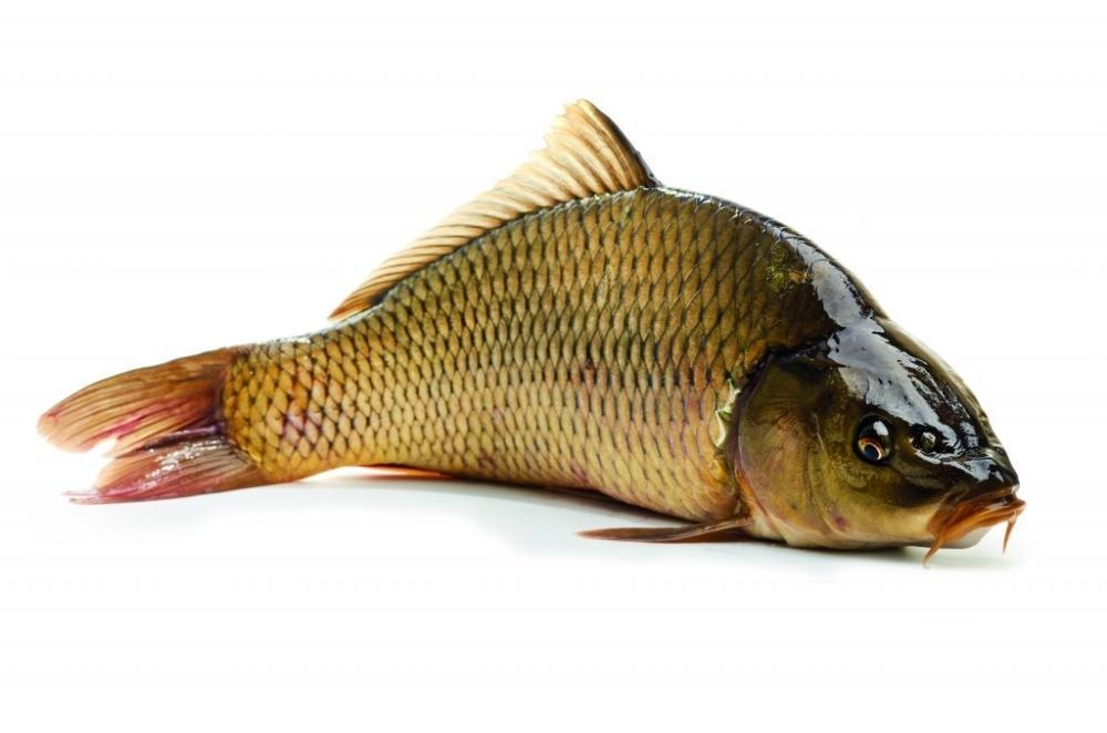 Ribarnica Svježi šaran 1kg - Akcija u trgovini Konzum