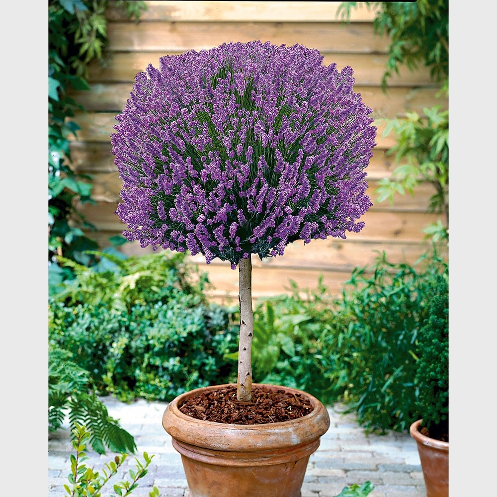 Lavanda na stablu Ø 14 cm - Akcija u trgovini KTC