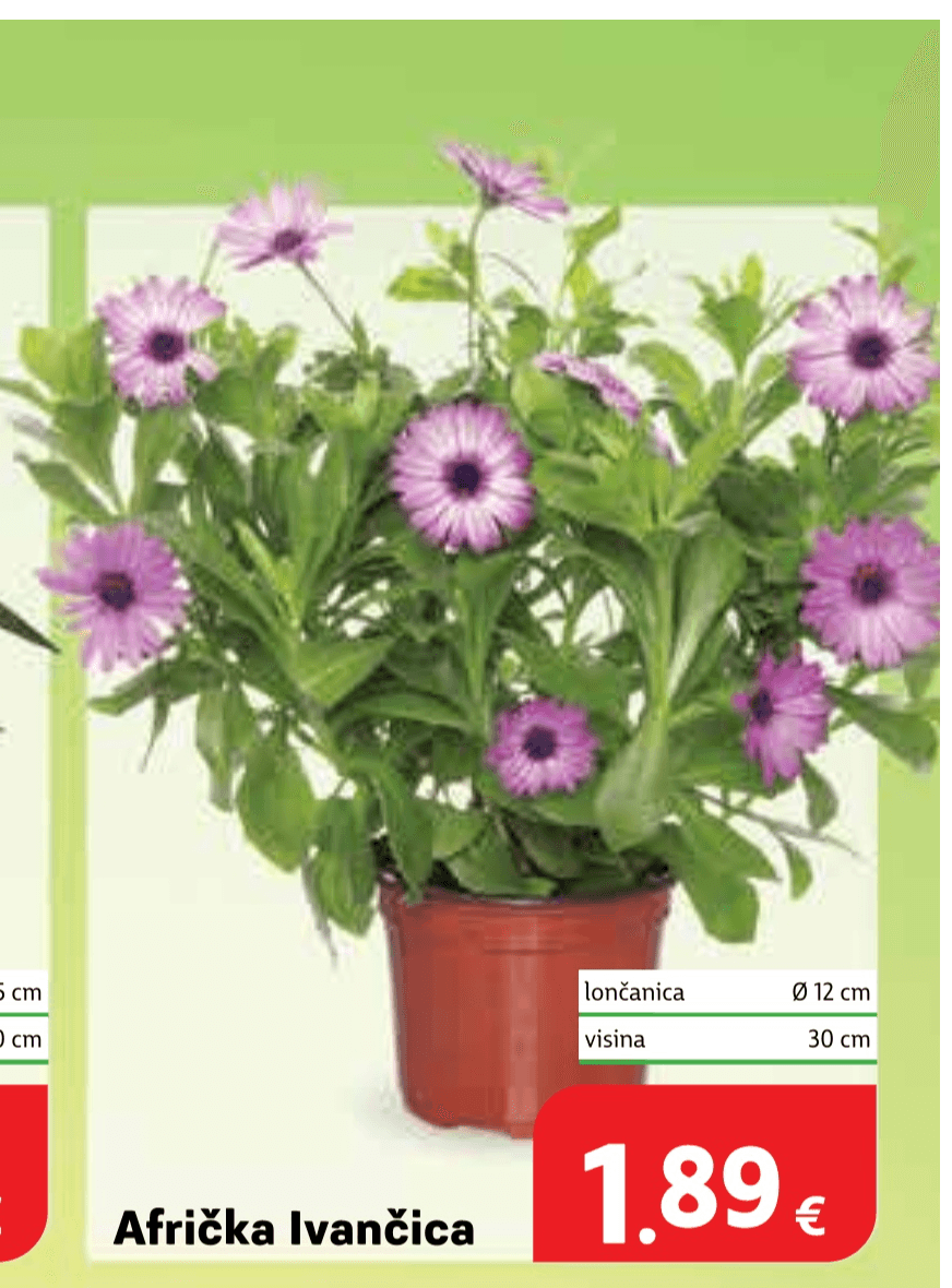 Afrička Ivančica lončanica Ø 12 cm, visina 30 cm - Akcija u trgovini Plodine