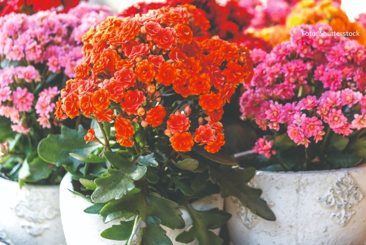 Lončanica 1 kom - Akcija u trgovini NTL