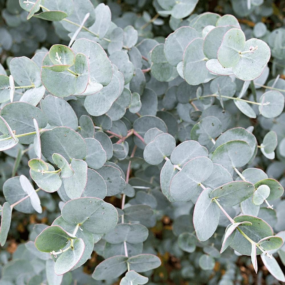 Eucalyptus gunnii - Akcija u trgovini Bauhaus
