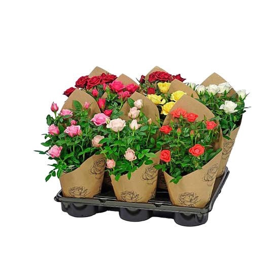 Ruža mix lončanica Ø 10,5 cm, visina 25 cm - Akcija u trgovini Plodine