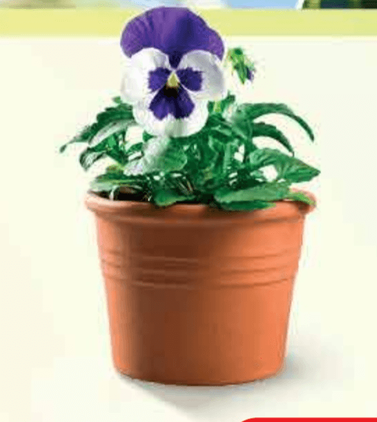 Mini Maćuhica lončanica Ø 9 cm, visina 20 cm - Akcija u trgovini Plodine