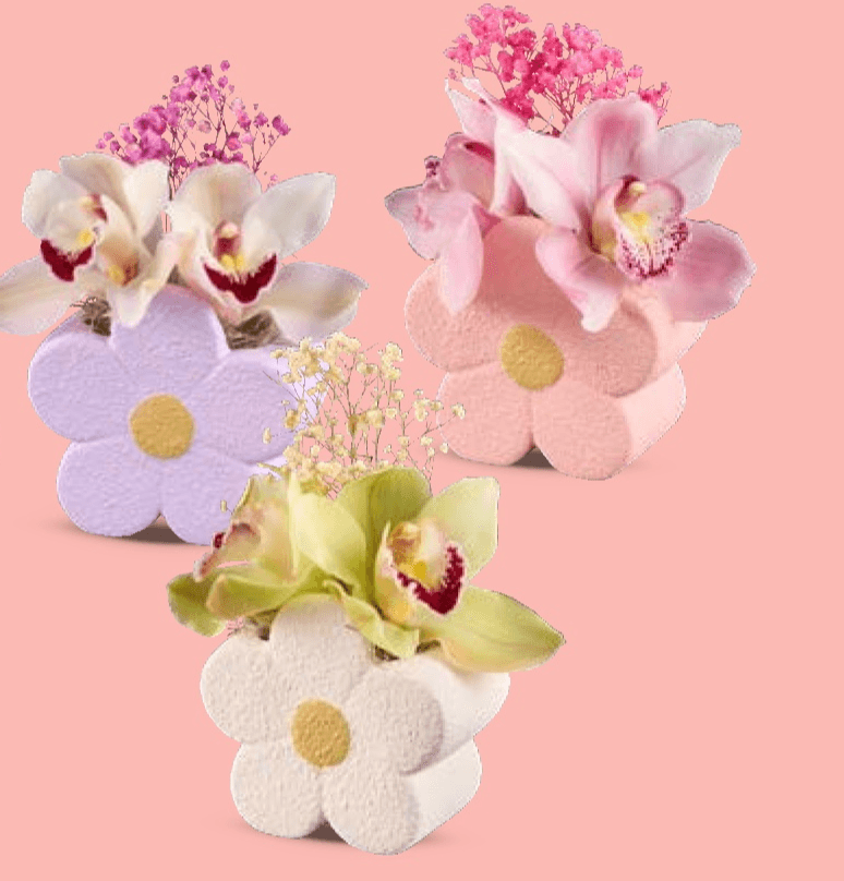 Orhideja Komad - Akcija u trgovini Lidl