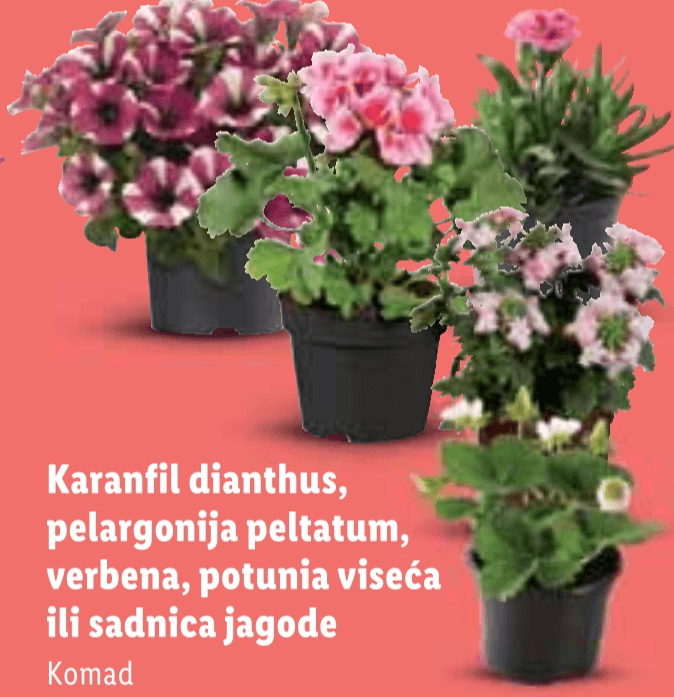 Sadnica jagode - Akcija u trgovini Lidl