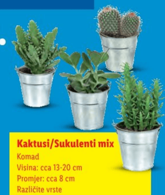 Kaktusi/Sukulenti mix Komad - Akcija u trgovini Lidl