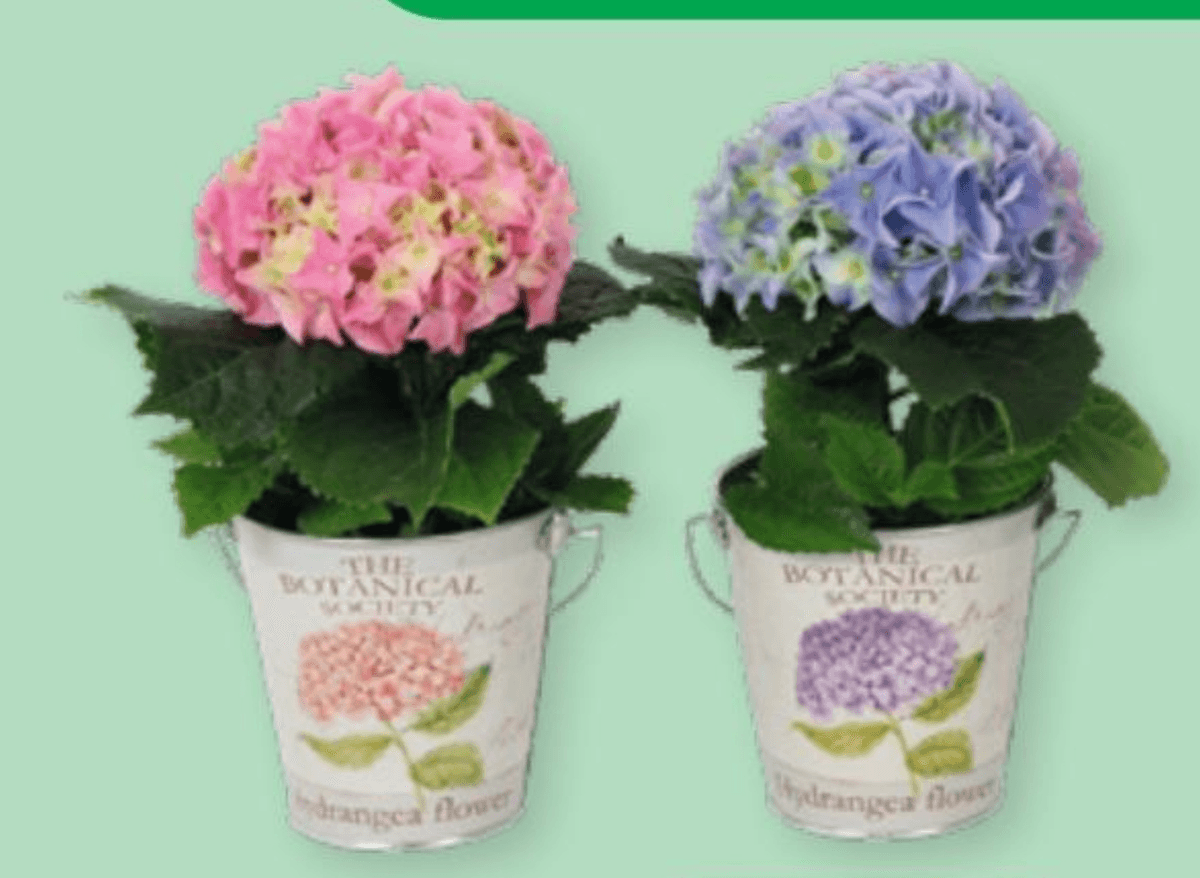 Hortenzija 1 kom - Akcija u trgovini Spar