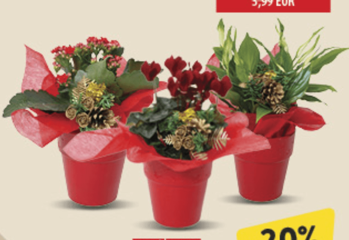 Cvatući Mix - Akcija u trgovini Konzum