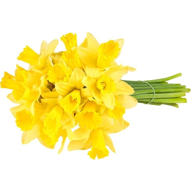 Buket narcisa 7 komada - Akcija u trgovini Plodine