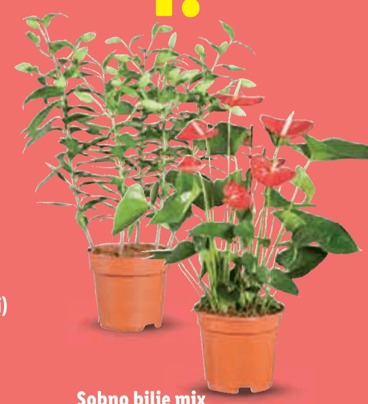 Sobno bilje mix - Akcija u trgovini Lidl