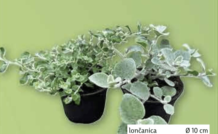 Viseće smilje lončanica Ø 10 cm, visina 25 cm - Akcija u trgovini Plodine