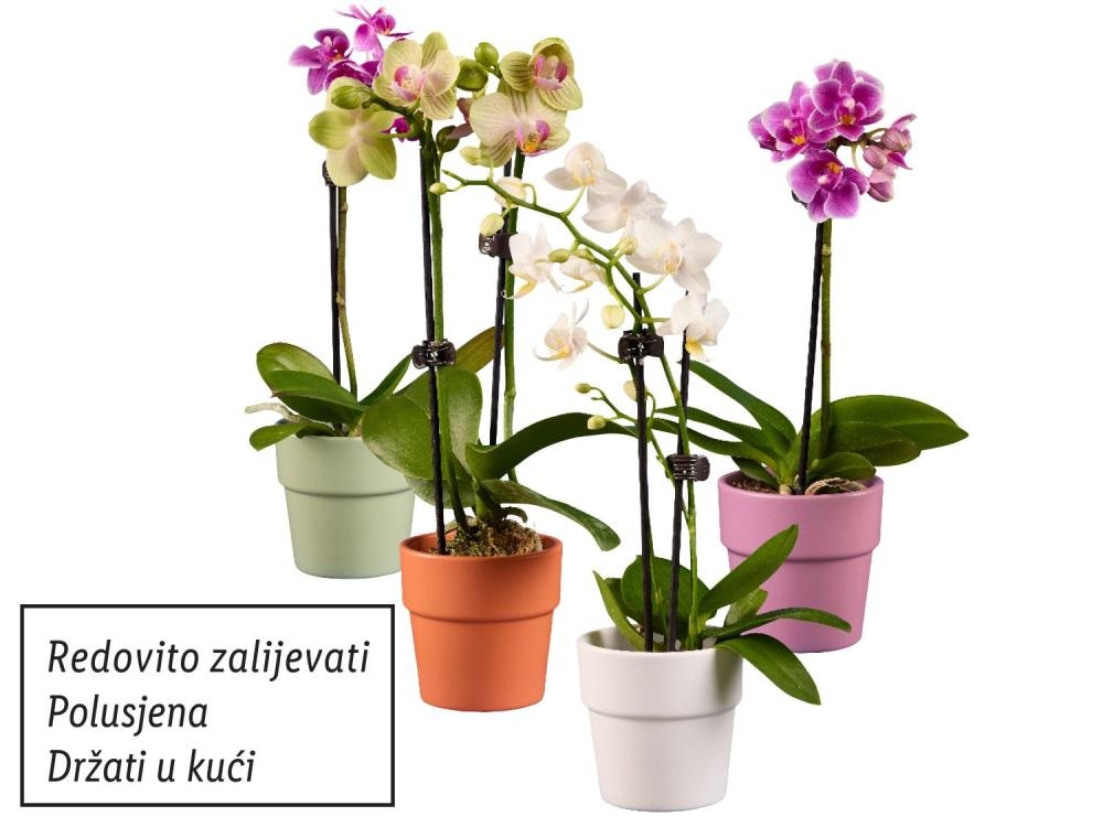 Orhideja phalaenopsis Komad - Akcija u trgovini Lidl