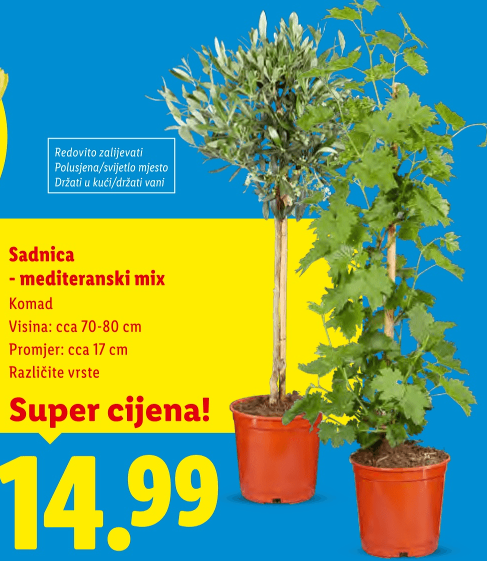 Sadnica - mediteranski mix - Akcija u trgovini Lidl