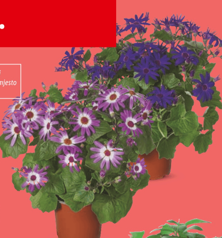 Zvjezdan Komad - Akcija u trgovini Lidl