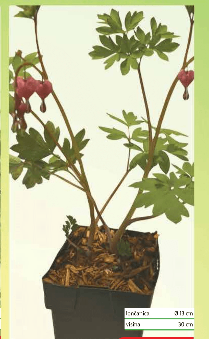 Dicentra lončanica Ø 13 cm, visina 30 cm - Akcija u trgovini Plodine