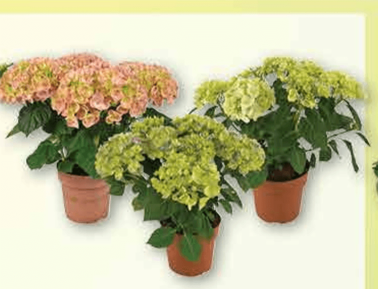 Meduza Kalifornijska pastrva 550 g - Akcija u trgovini Plodine