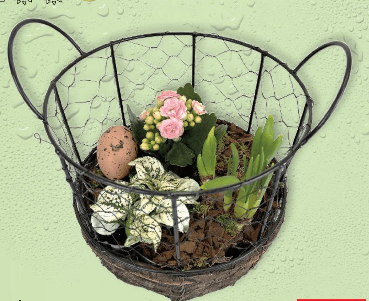 Biljke mix komad - Akcija u trgovini Kaufland