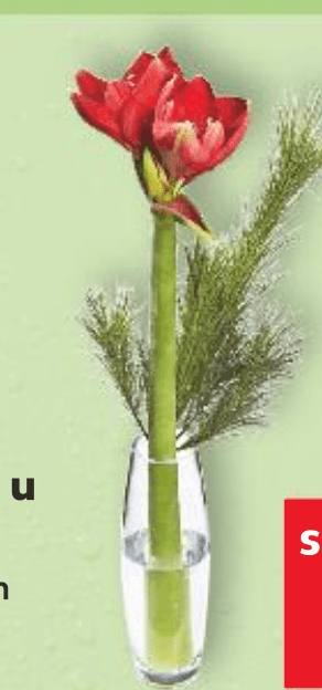 Amaryllis u buketu komad - Akcija u trgovini Kaufland