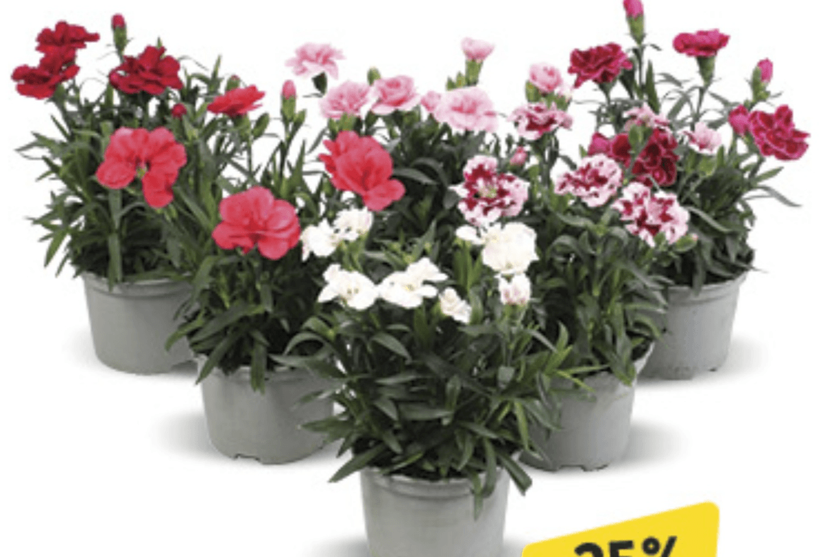 Dianthus u tegli promjera 9cm, kom - Akcija u trgovini Konzum