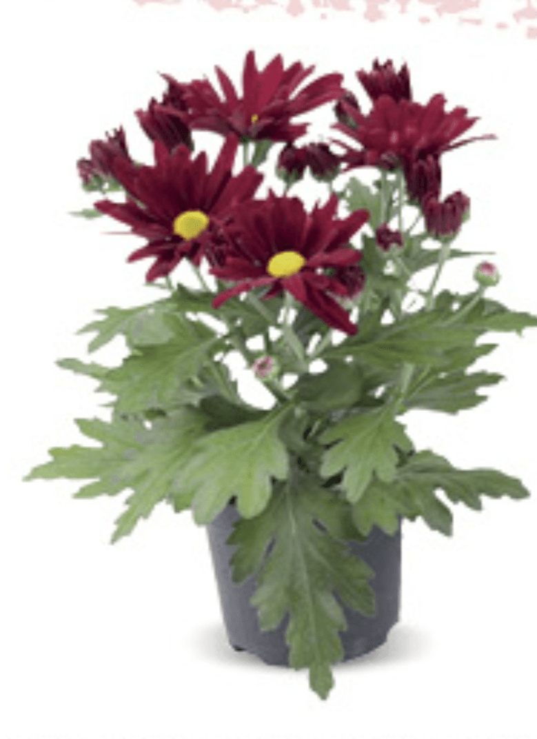 Chrysant Mix 9cm, kom - Akcija u trgovini Konzum