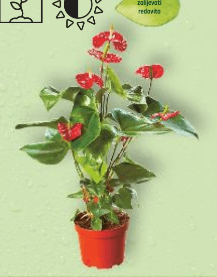 Anthurium Flamingov cvijet komad - Akcija u trgovini Kaufland