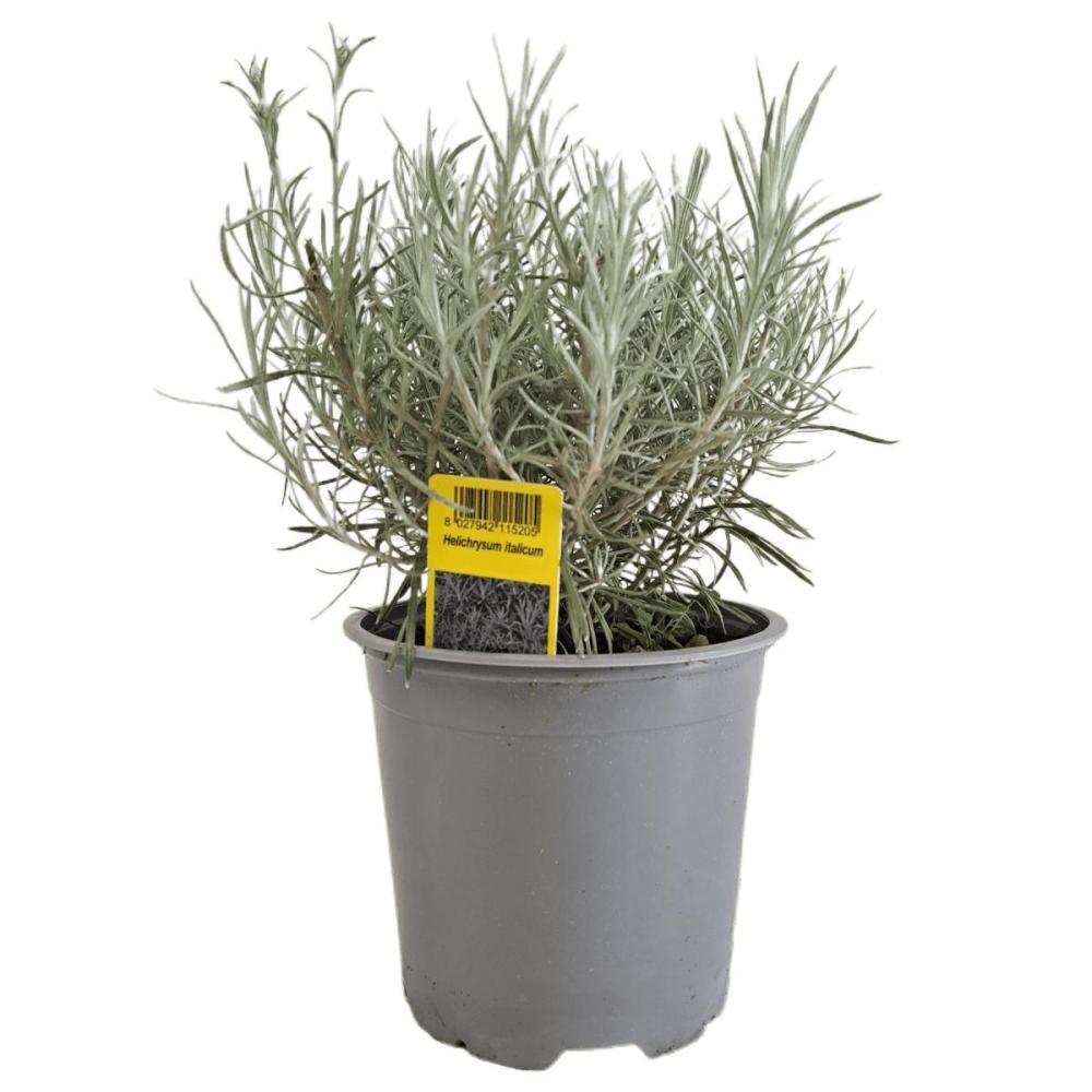 Sadnica Smilje - Akcija u trgovini Pevex