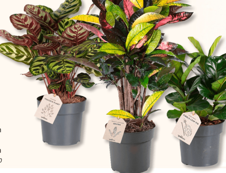 EasyCare Biljka T6, visina 10-12 cm - Akcija u trgovini Bauhaus