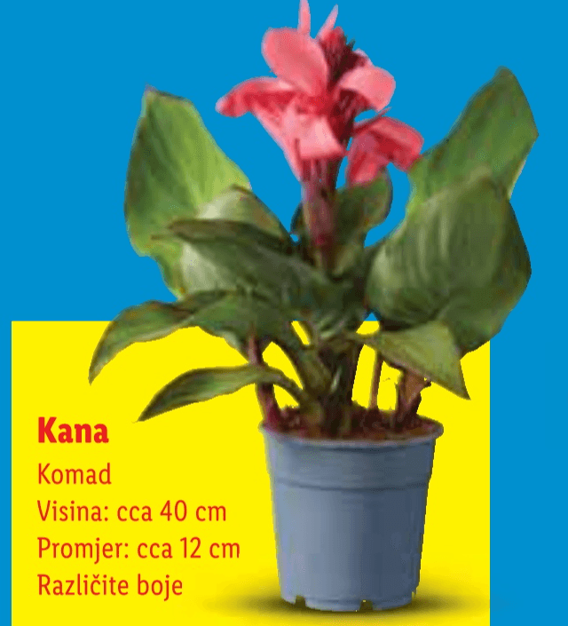 Kana 1 kom - Akcija u trgovini Lidl